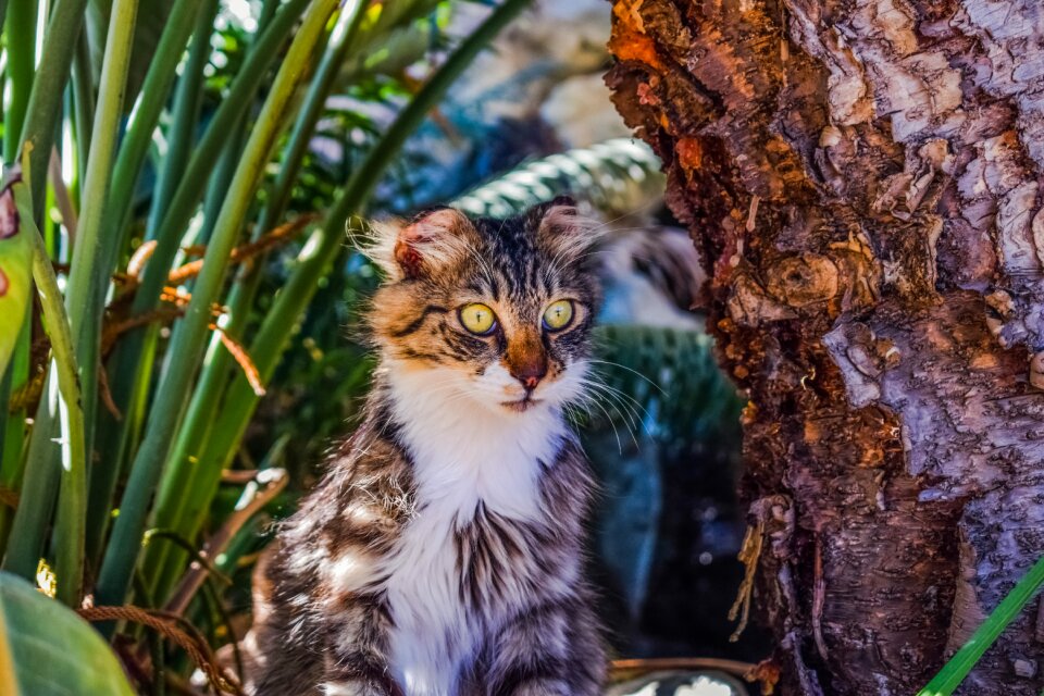 Animal cute looking