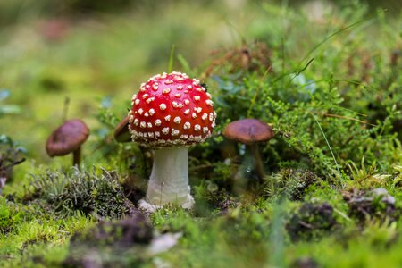 Toxic mushroom red nature