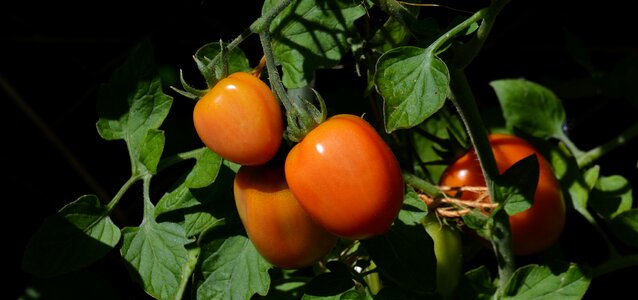 Vegetable growing nachtschattengewächs tomatenrispe photo