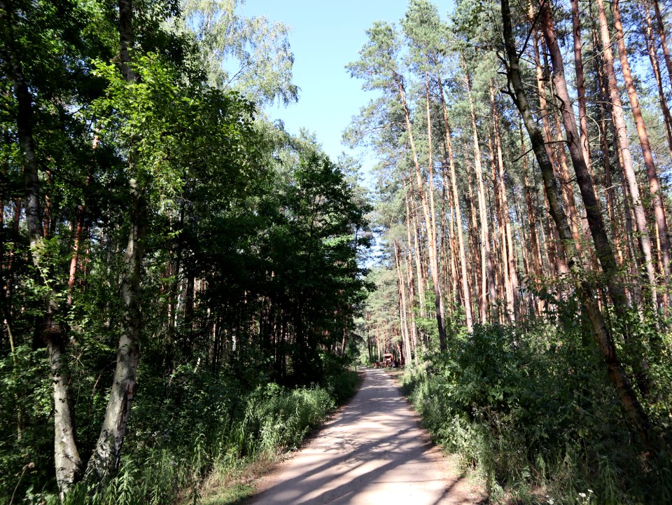 2019_Warszawa_Park_Olesin,_1