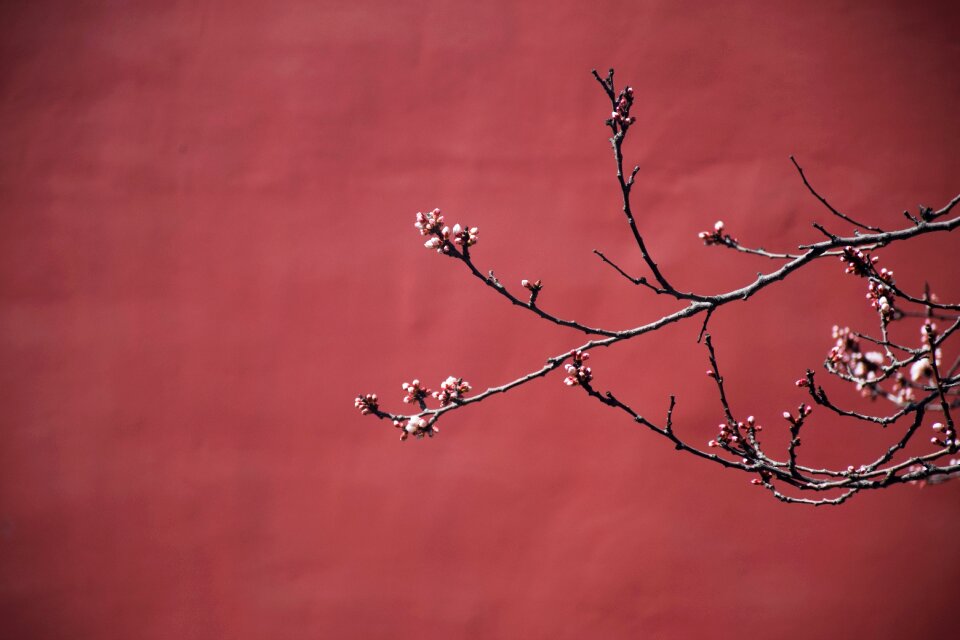 Red plum blossom the national palace museum