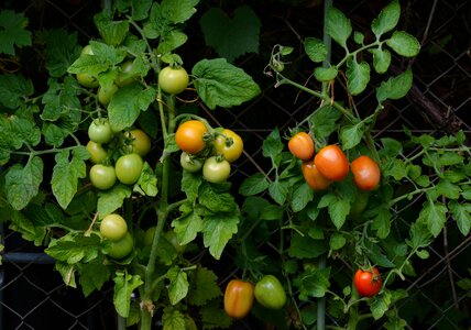 Vegetable growing nachtschattengewächs home garden photo