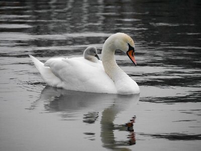 Swan bird family nature