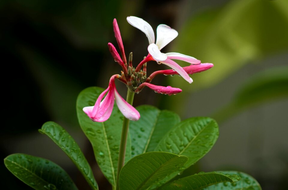 Nature floral summer