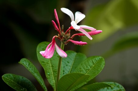 Nature floral summer photo