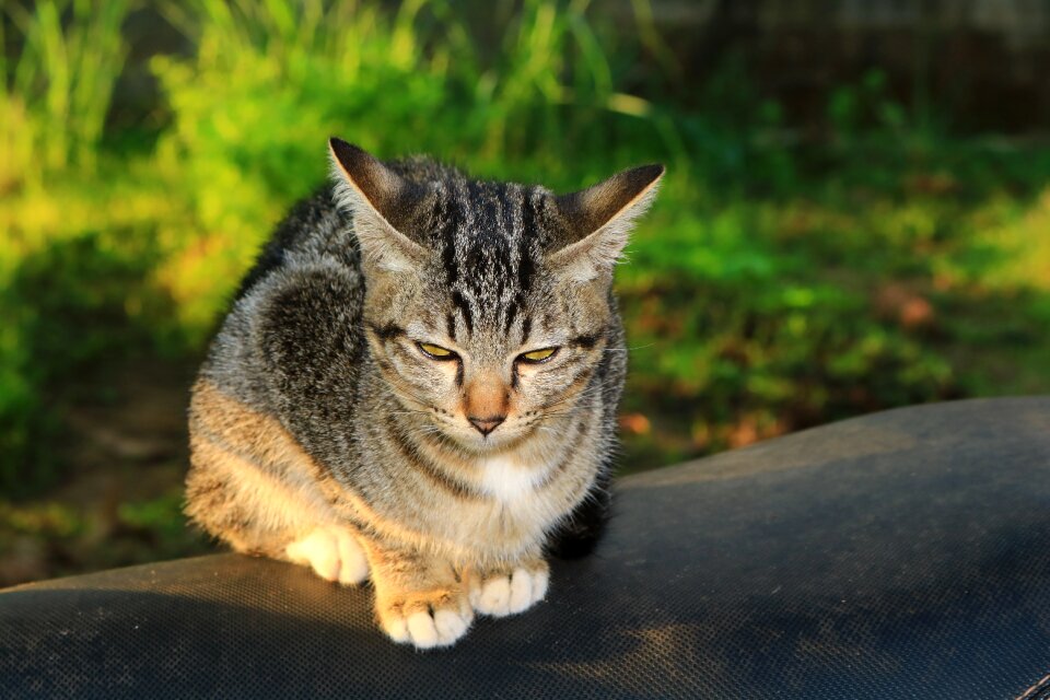 Animals home cat thailand