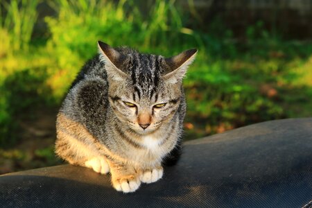 Animals home cat thailand