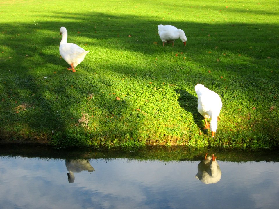 20181102Gänse_Schwetzingen_1