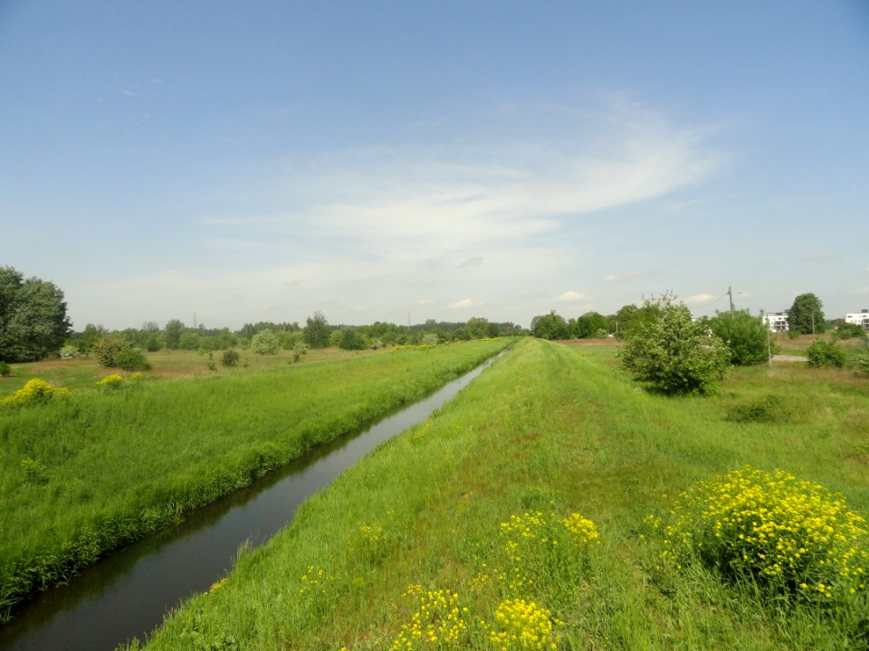 2019_Warszawa_zarośla_przy_Długiej