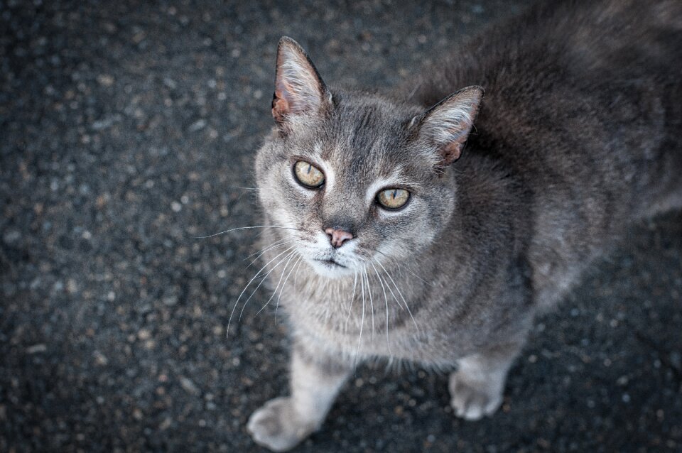 Grey cat pet blue pets