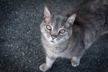 Grey cat pet blue pets