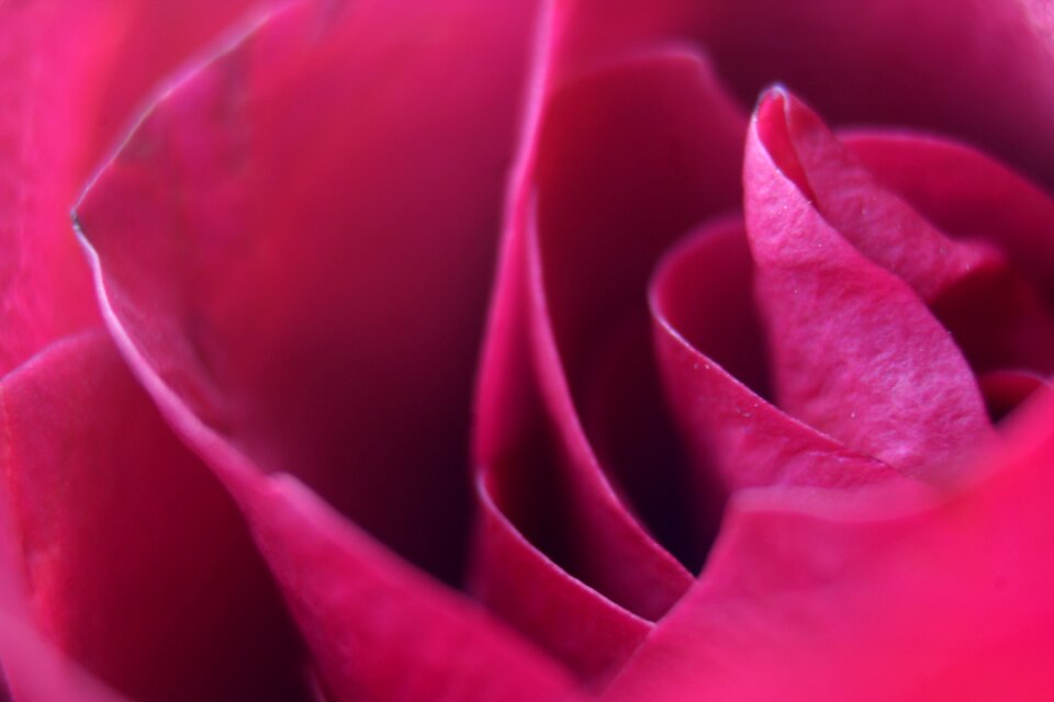 Blossom nature fresh