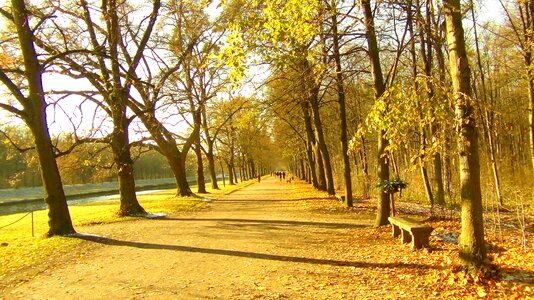 Nature tree lined avenue walk