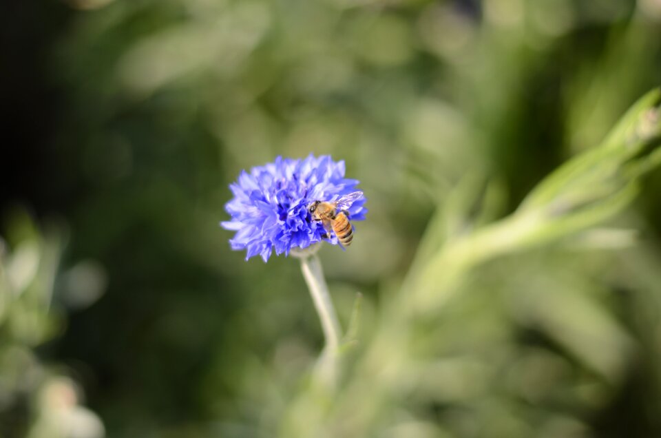 Flower plant blue flowers