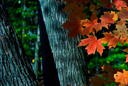 Foliage colorful woods