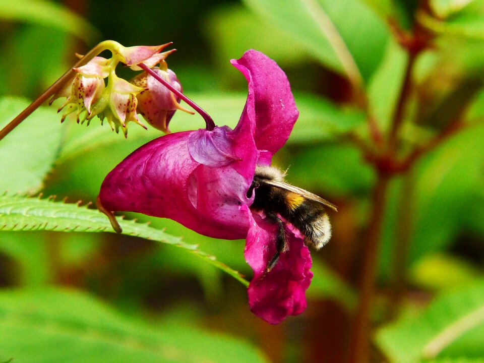 Insect annual wild flower