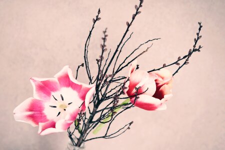 Two twig spring flower