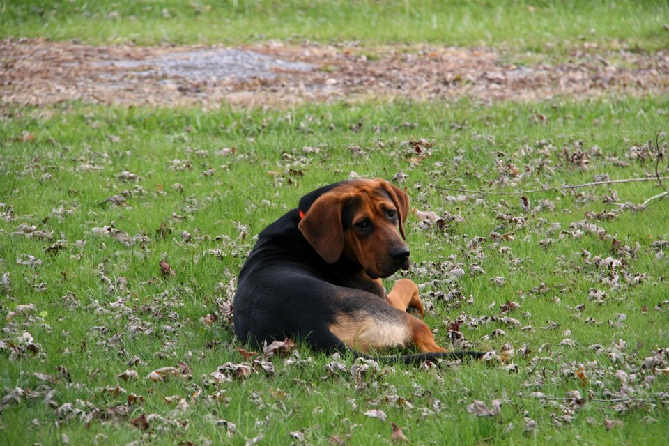 Laying down pet animal