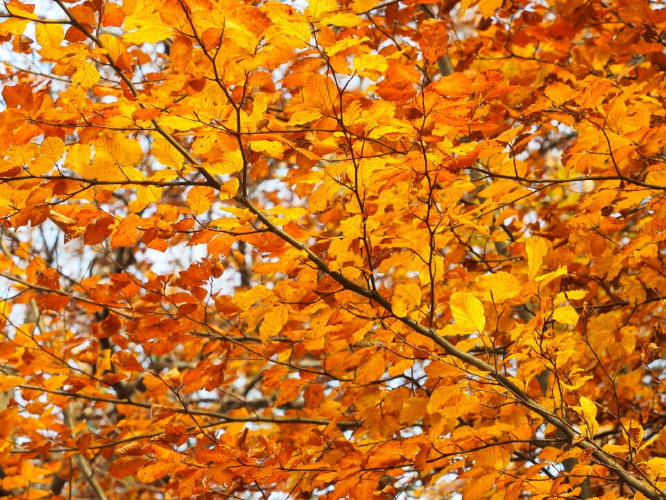 Autumn leaves yellow nature