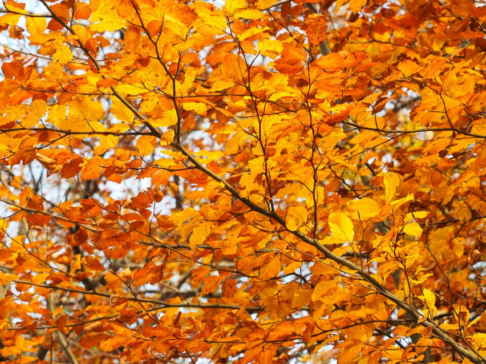 Autumn leaves yellow nature photo