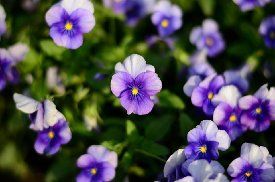 Flower plant flowers