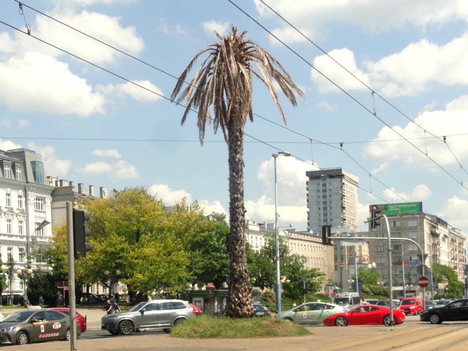 2019_Warszawa_uschła_palma_na_rondzie_de_Gaulle’a