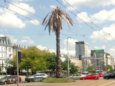 2019_Warszawa_uschła_palma_na_rondzie_de_Gaulle’a