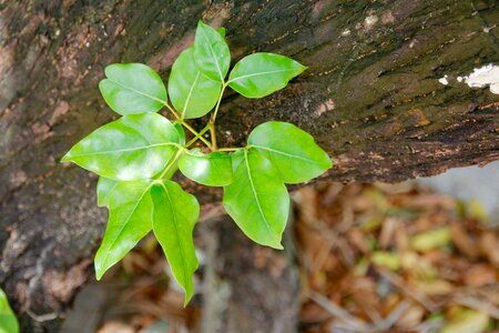 Bush nature young leaves