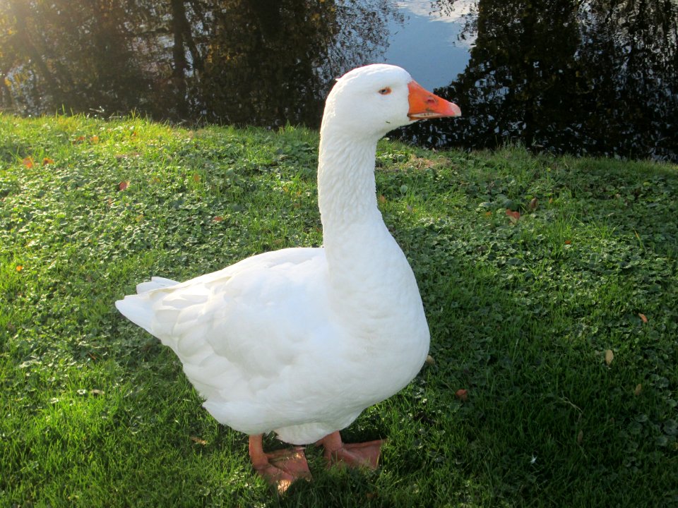 20181102Gänse_Schwetzingen_3
