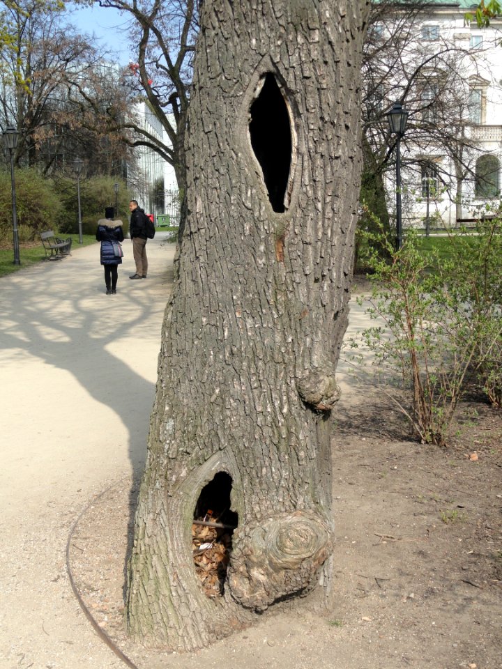 2019_Warszawa_Ogród_Krasińskich,_20