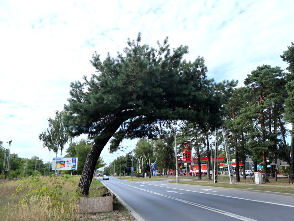 2019_Warszawa_Sosna_Falenicka,_3