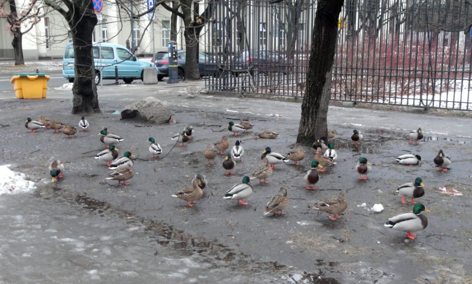 2019_Warszawa_Ogród_Krasińskich,_kaczki