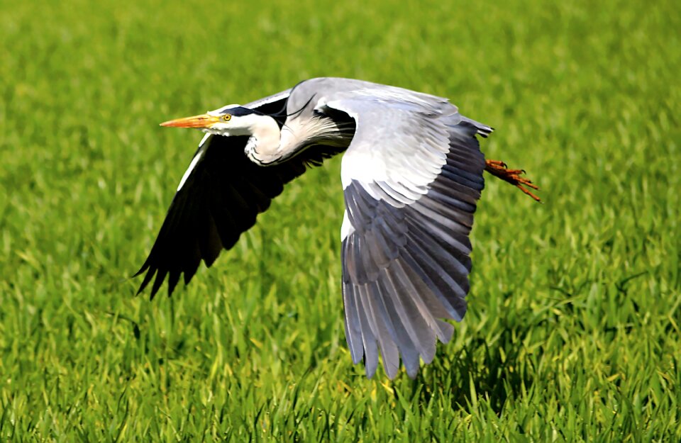 Bird nature plumage
