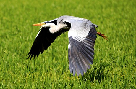 Bird nature plumage