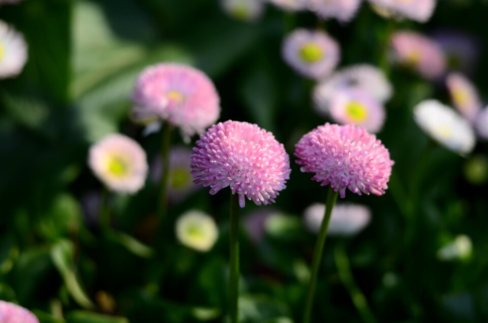 Plant flowers flower