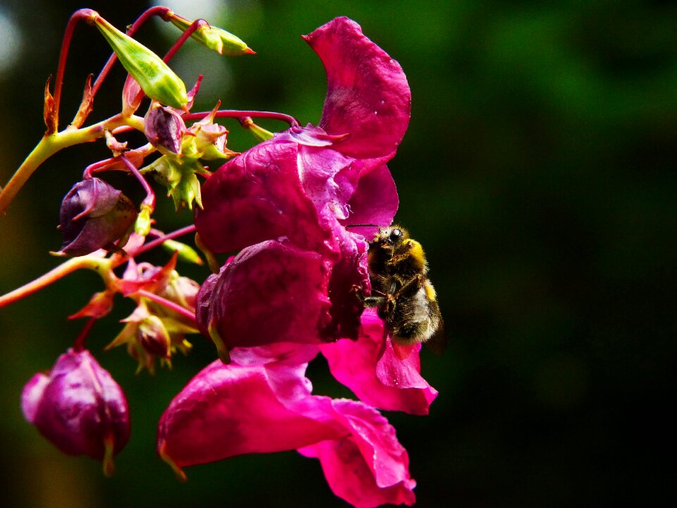 Insect annual wild flower