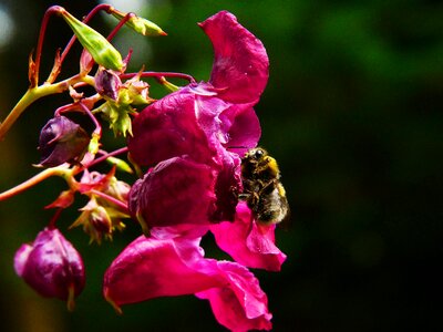 Insect annual wild flower