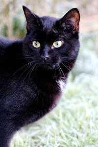 Black cat pet animal photo