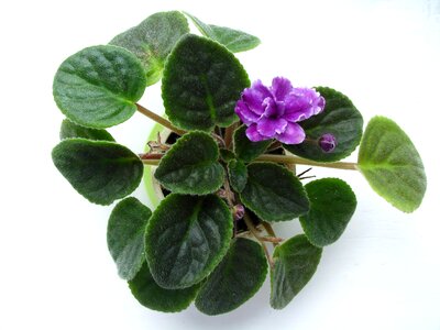 Flower plant green