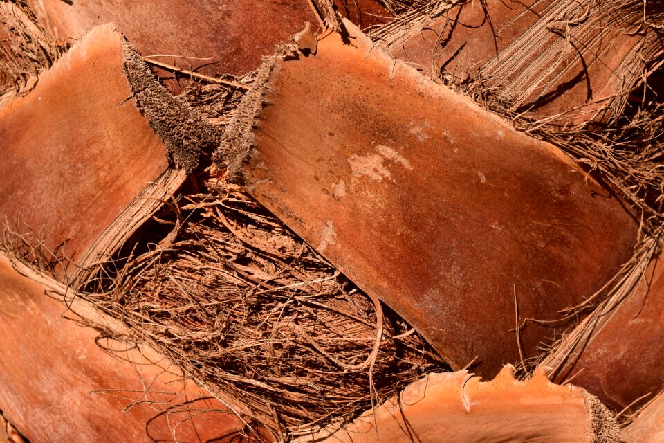 Close up background dry