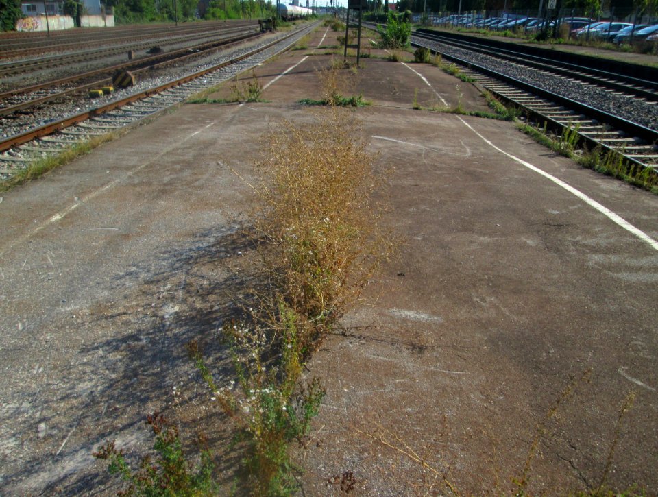 201880919Bahnsteig_Schwetzingen