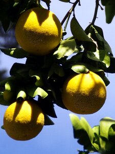 Yellow fruit citrus