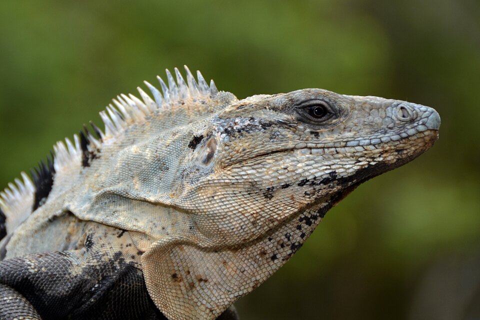 Animal creature exotic