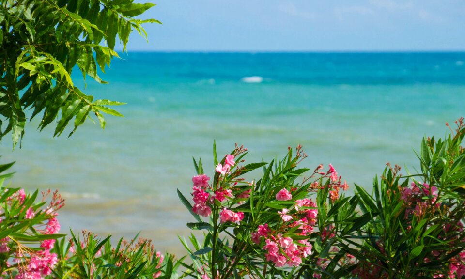 Palm trees nature summer
