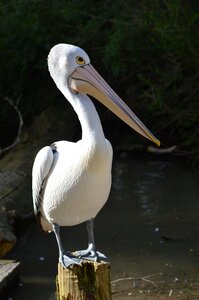 Bird nature wild