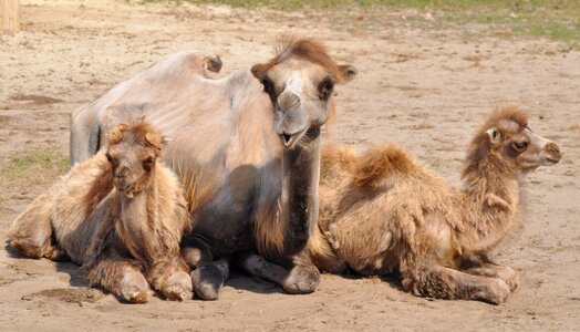 Hungary zoo camel photo