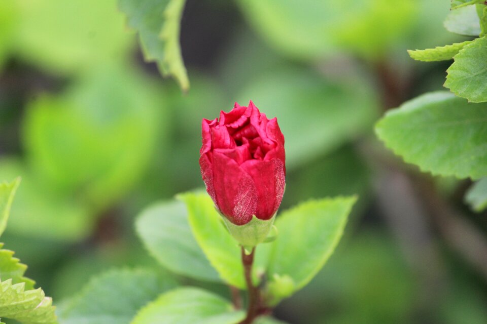 Rose rose bud blossom