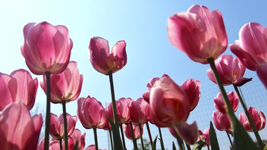 Tulip flowers bottom shot