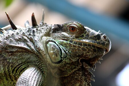 Reptile animal dragon photo