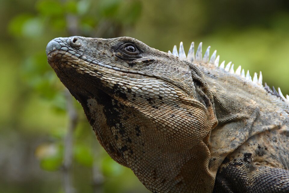Animal creature exotic